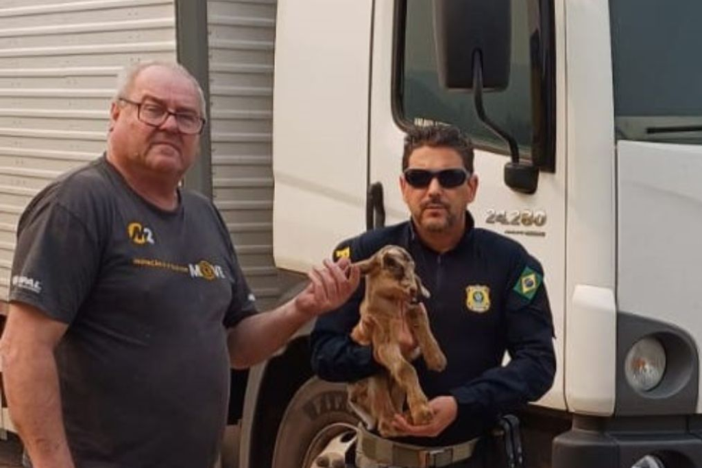 Caminhoneiro resgata cabrito recém-nascido na BR-101 em Tubarão