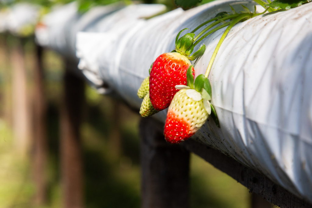 Enchentes atrasam o plantio de morangos em Agudo e devem reduzir a oferta da fruta neste ano