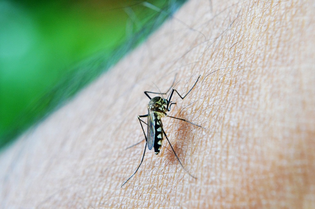 Pinhalzinho não registra casos de dengue há mais de um mês