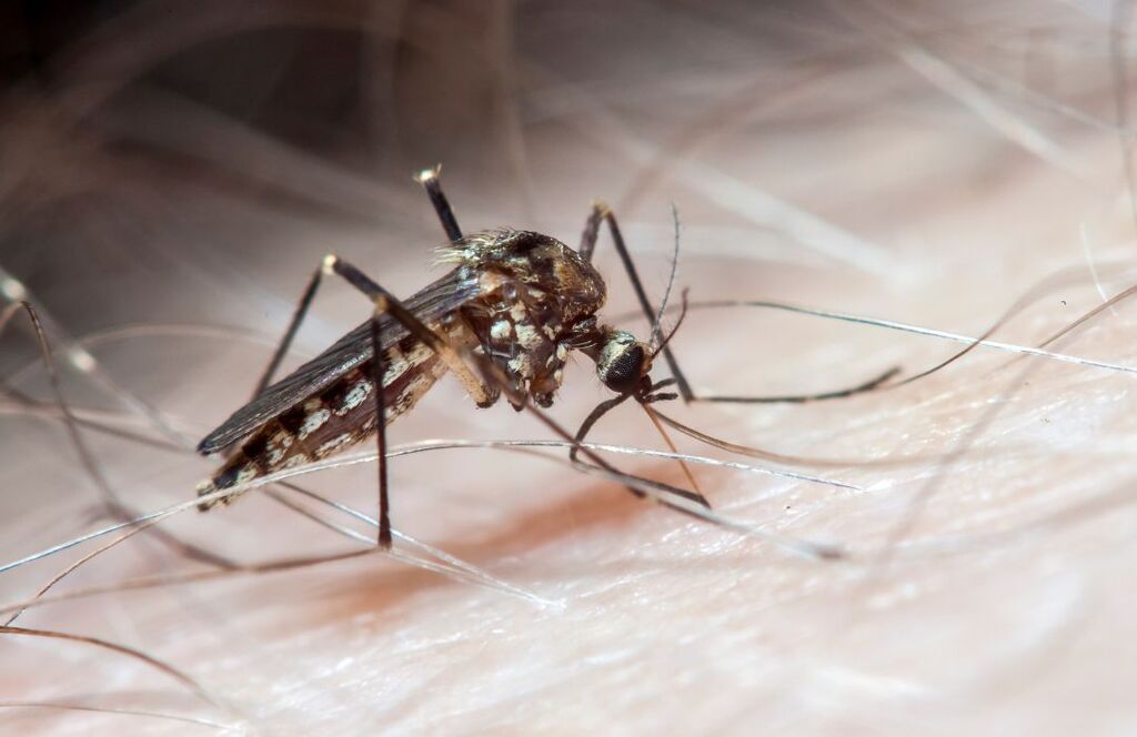 Prefeitura de Pomerode confirma novo caso de dengue