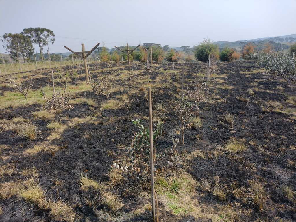 Imagem Artigo Geral Fogo destrói propriedade e pesquisa de goiaba serrana