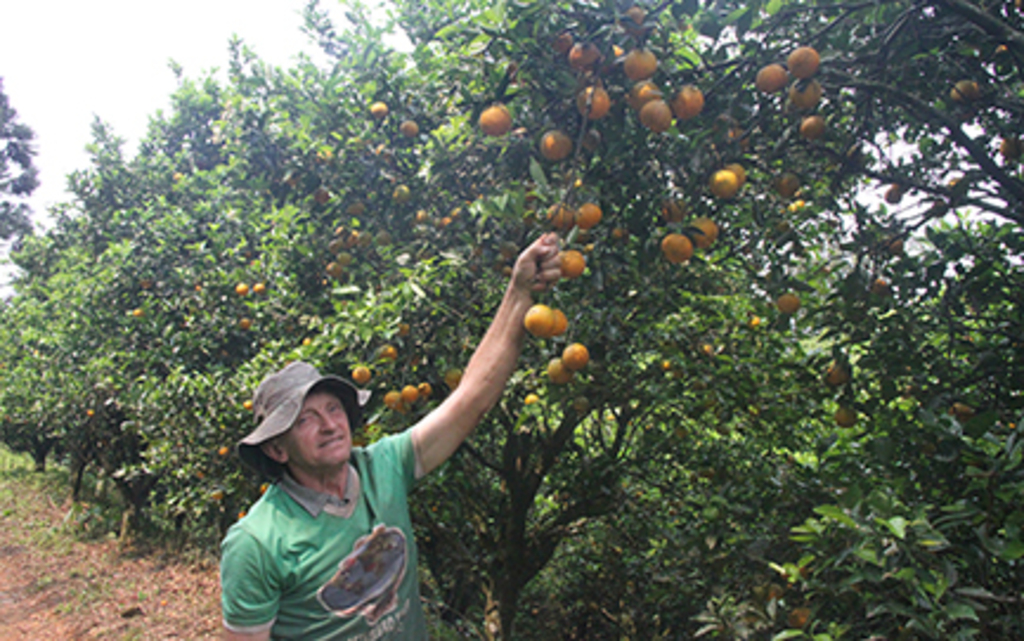 Produtor de laranja  está satisfeito