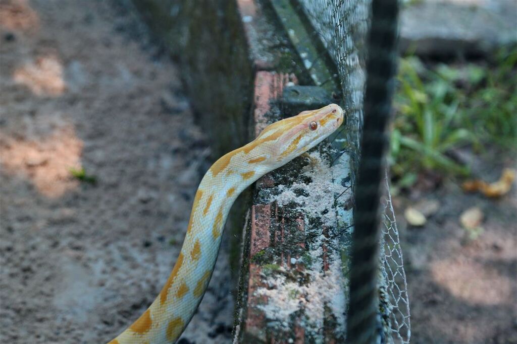 Brasil totalizou mais de 32 mil acidentes envolvendo serpentes em 2023