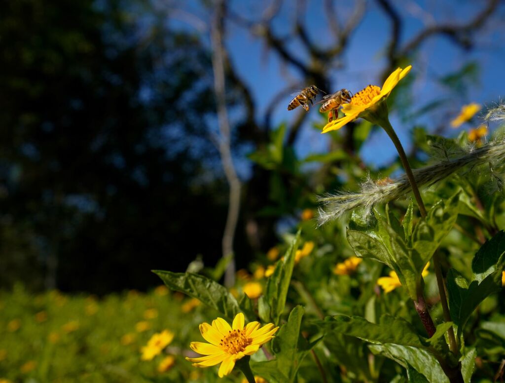 PREVISÃO INDICA ESTAÇÃO COM TEMPERATURAS ACIMA DA MÉDIA E CHUVAS MAIS FREQUENTES