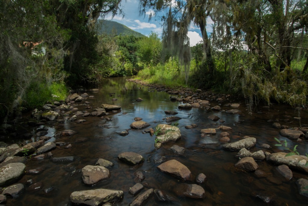 Imagem Artigo Geral Serra Catarinense possui 508 mil hectares de florestas