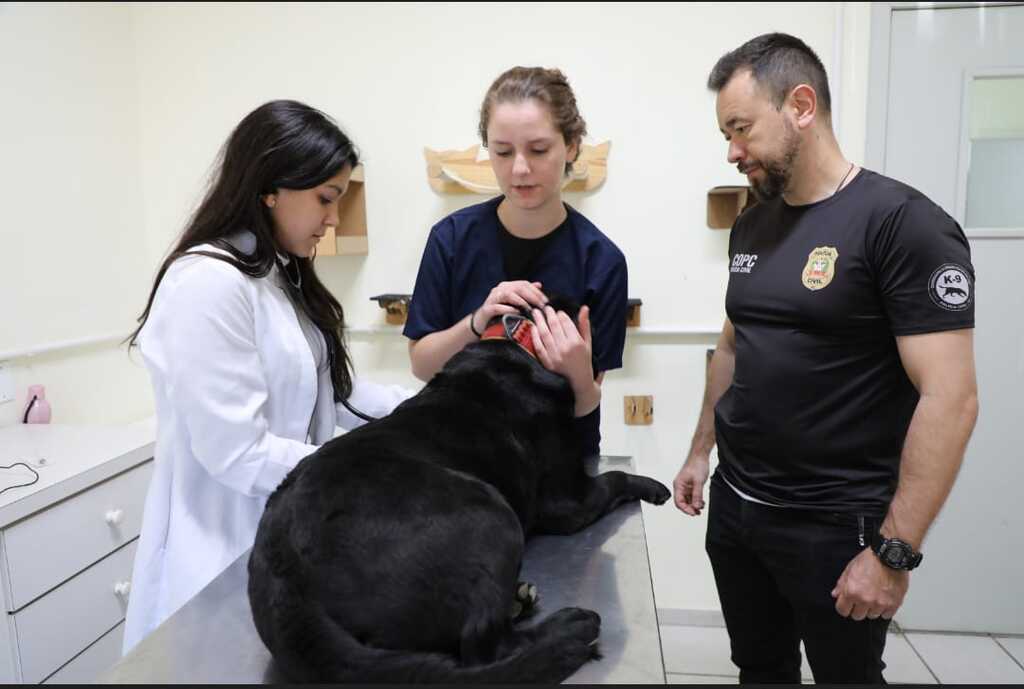 Imagem Artigo Geral Parceria entre Polícia Civil e CAV garante atendimento aos cães usados pelos policiais