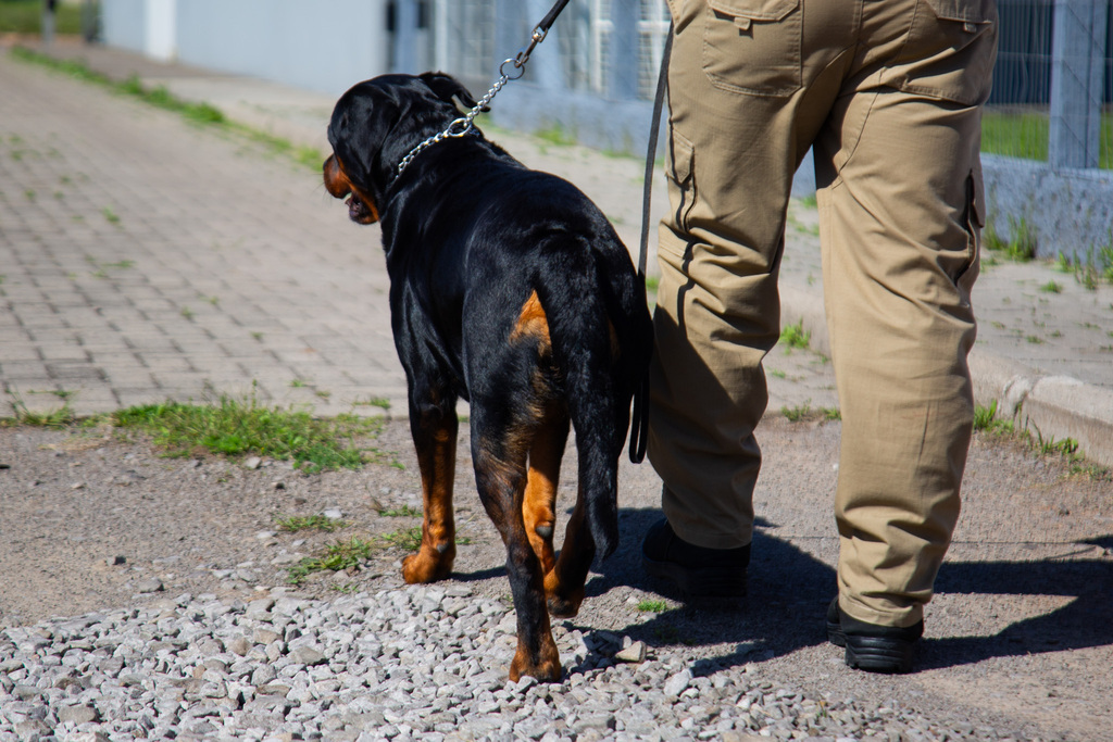 Cães de serviço: conheça o trabalho realizado por cachorros em diferentes áreas do cotidiano