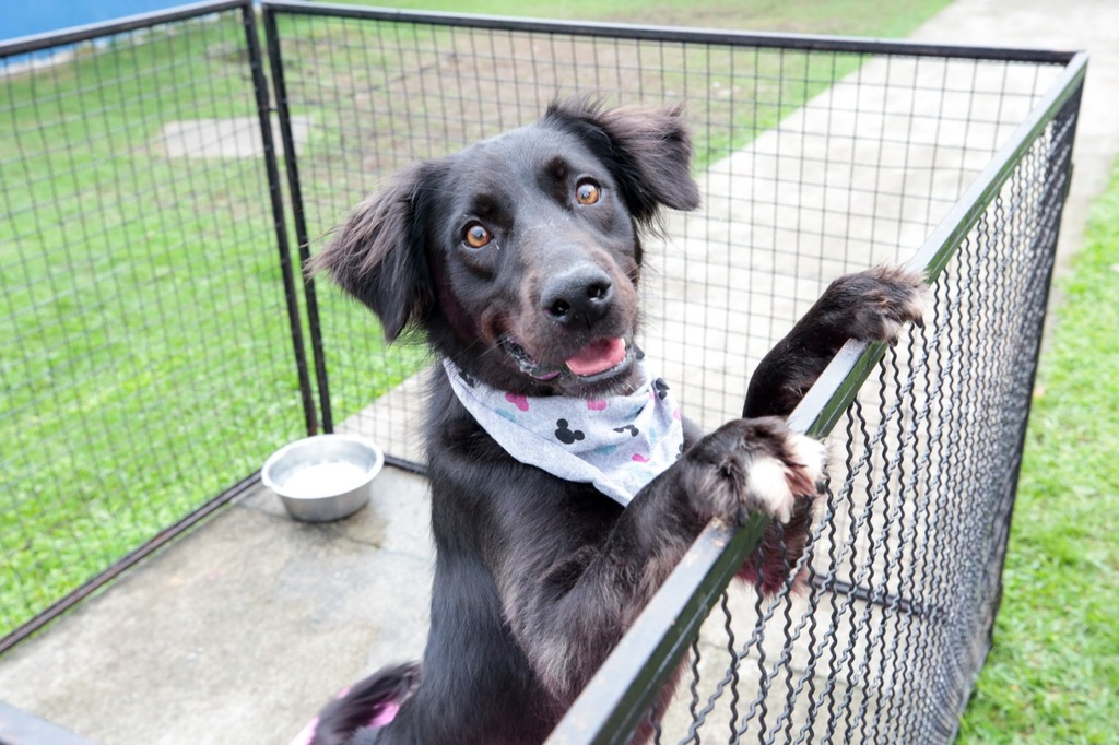 Adoções virtuais de animais em Joinville criam laços de amor e resgate