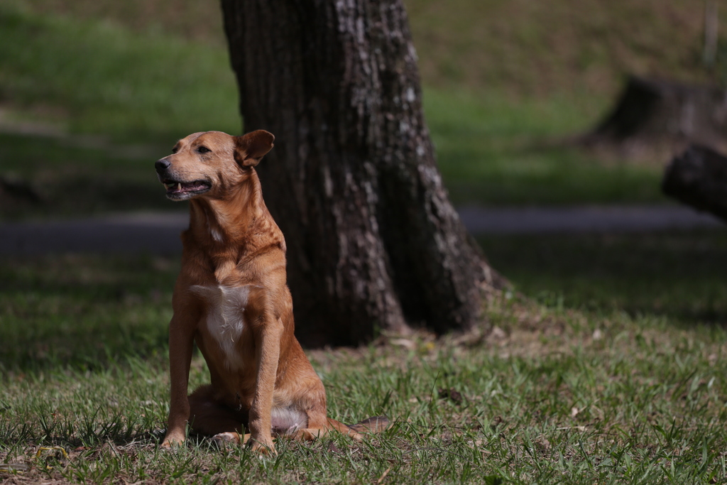 Vacinação de cães e gatos contra raiva será realizada neste fim de semana em Santa Maria; veja onde imunizar seu pet