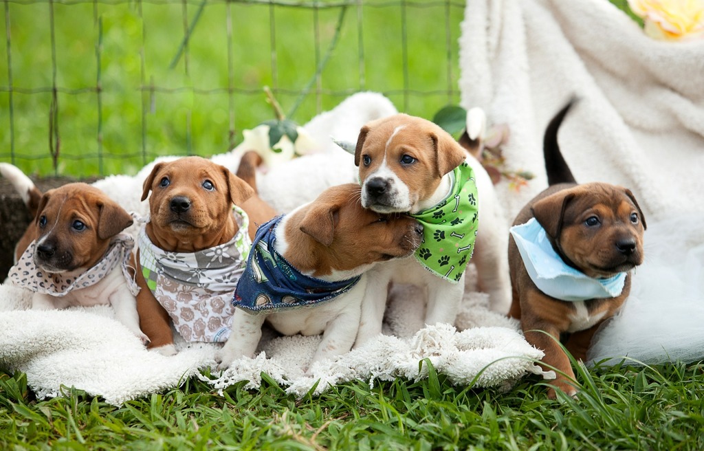 Centro de Bem-Estar Animal de Joinville realiza feira de adoção de filhotes neste domingo