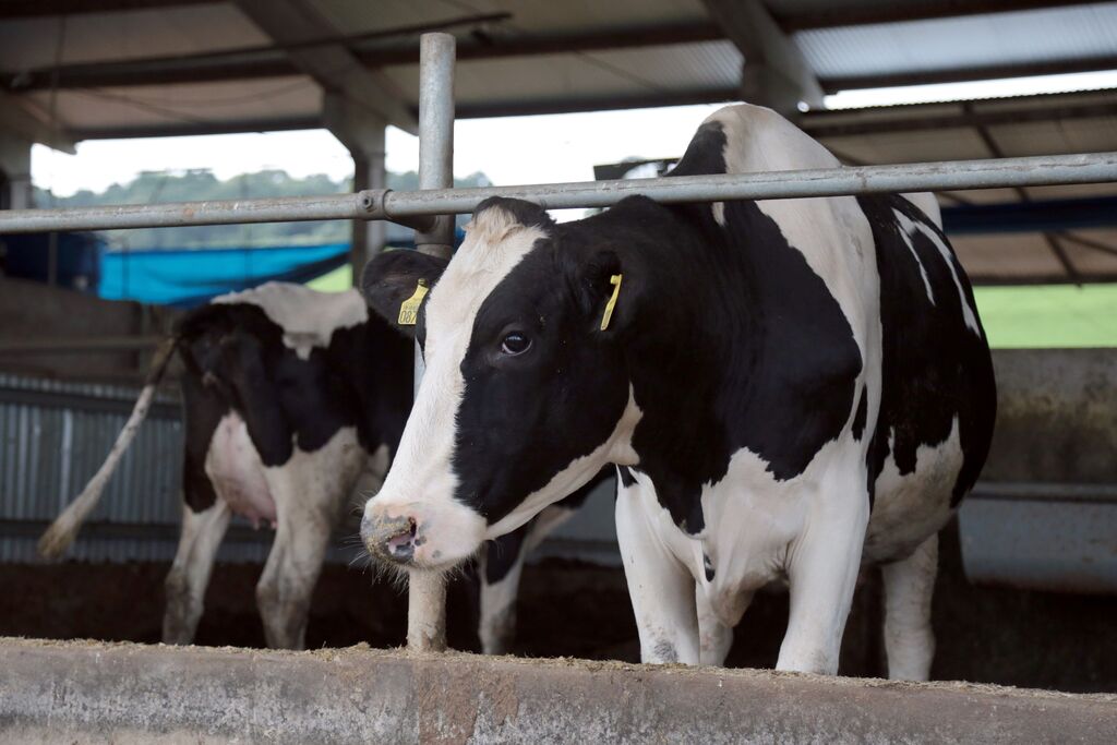 Pesquisa do IBGE aponta potencial da produção catarinense de leite e de ovos