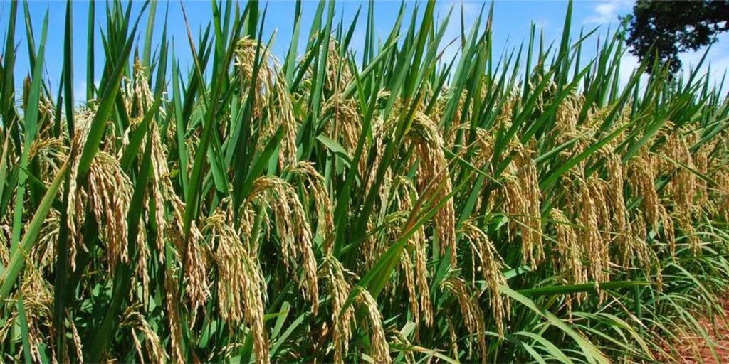 Governo libera quase R$ 1 bi para Conab comprar arroz