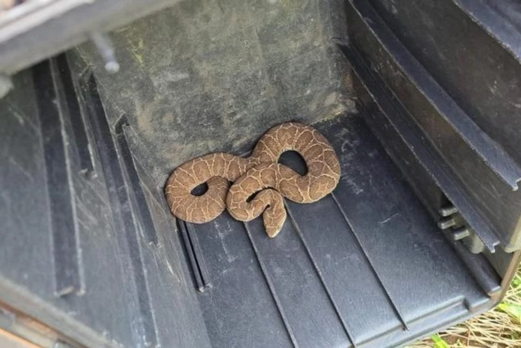 título imagem Cobra é capturada em local de votação em cidade da região