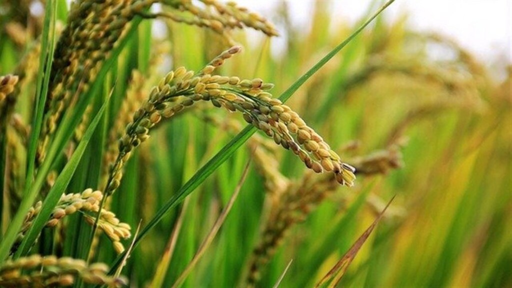 Chuvas atrasam plantio do arroz em várias regiões gaúchas