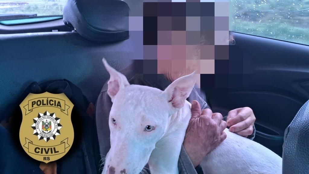 título imagem Polícia Civil recupera cadela da raça pitbull furtada em Santa Maria