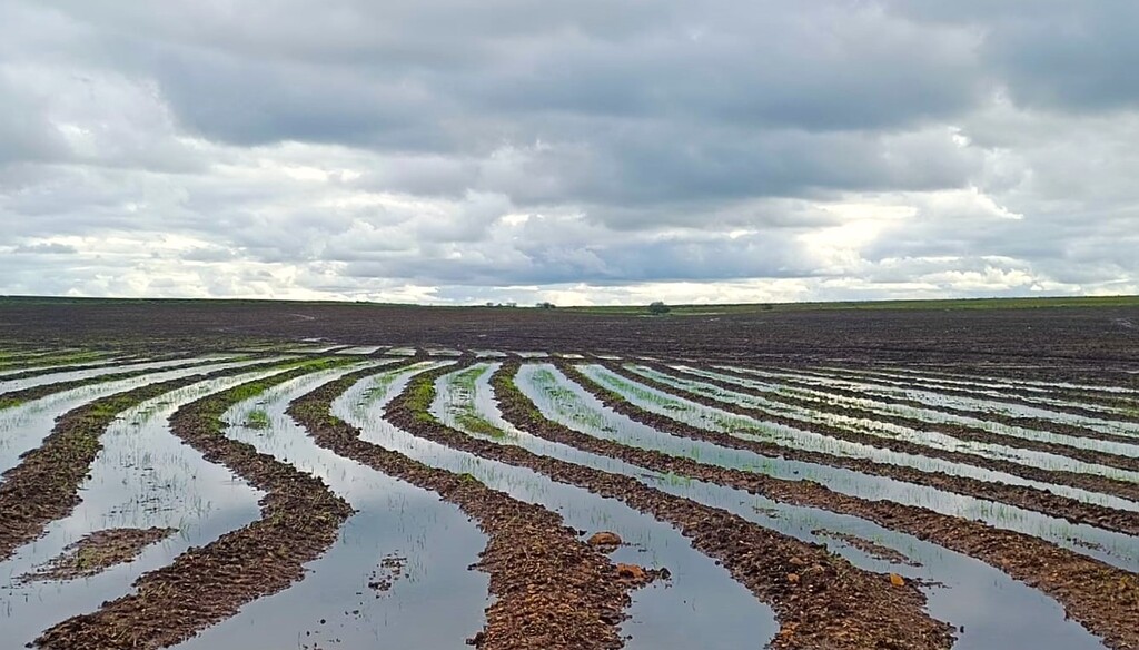 ARROZ: DADOS DO IRGA APONTAM 18,98% DE ÁREA SEMEADA.