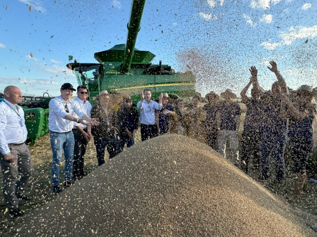 Colheita do trigo no Estado é aberta em Cruz Alta; safra deve passar de 4 milhões de toneladas