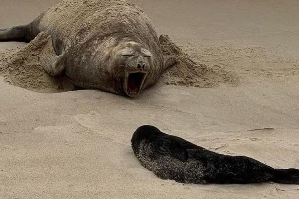 Elefante-marinho dá à luz em praia de Garopaba, em feito inédito