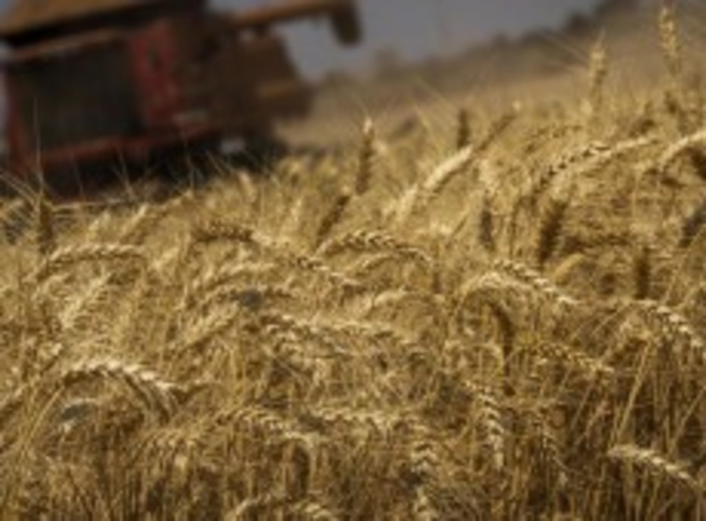 PRODUÇÃO DE GRÃOS TERÁ CRESCIMENTO RECORDE DE 8,3%, PREVÊ CONAB