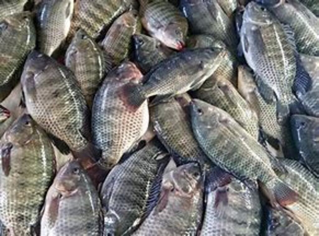 EUA diminuem burocracia para comprar pescados brasileiros