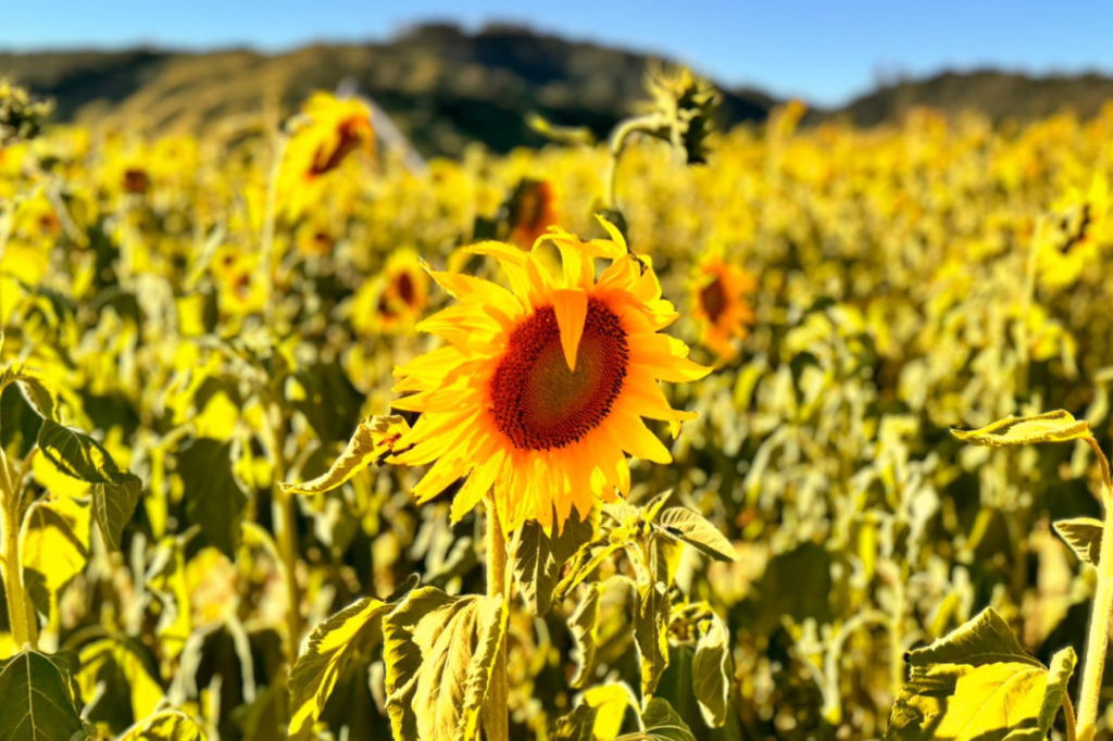 Campo de girassóis de Pedras Grandes floresce e encanta visitantes