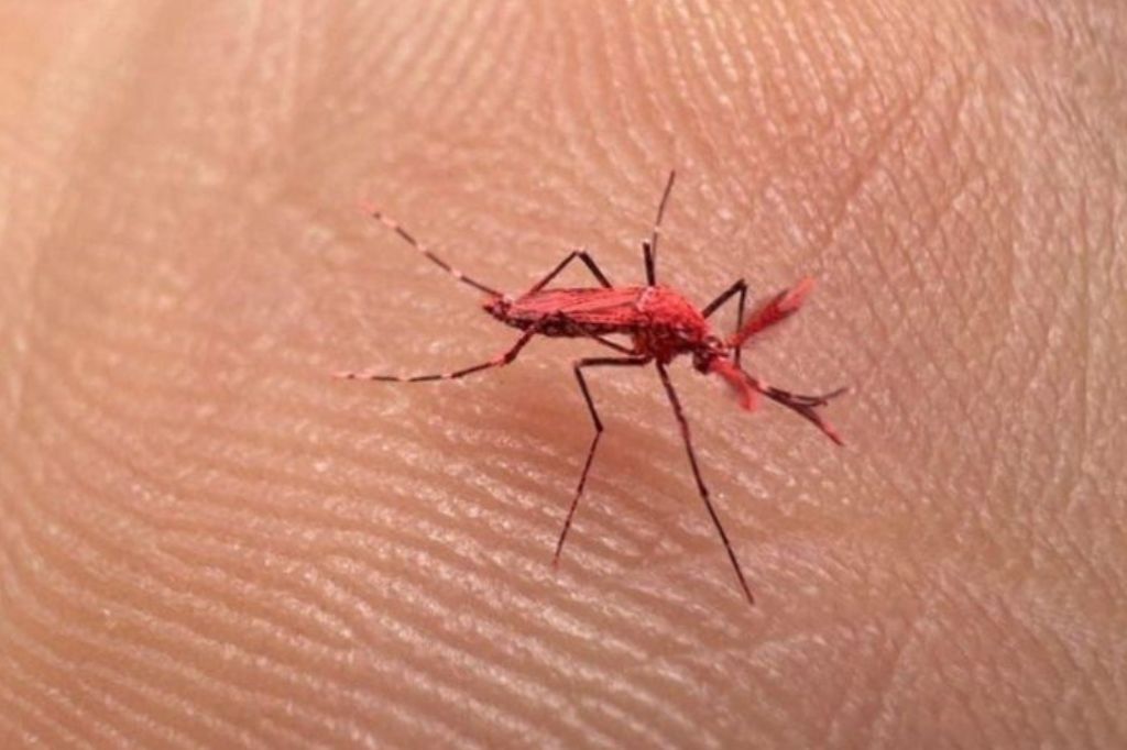  - A soltura faz parte de um teste com mosquitos geneticamente modificados, no que chamam de “inseto estéril” - Foto: imagem internet