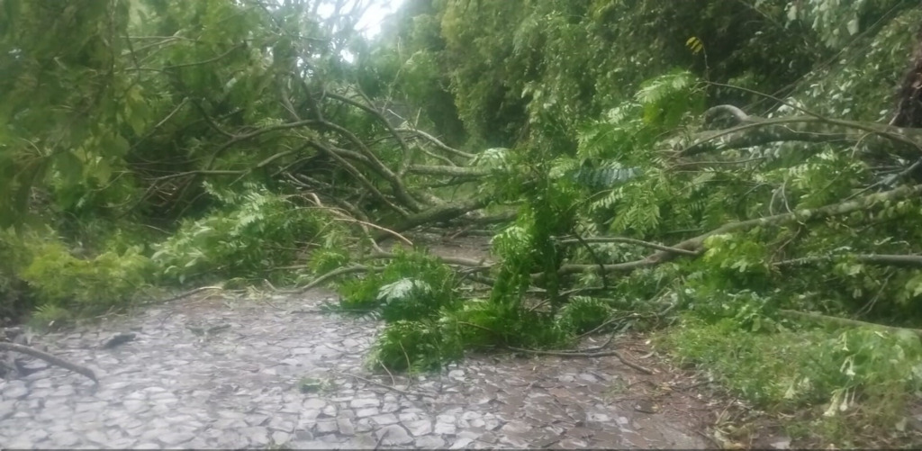 Estrada do Perau volta a registrar desmoronamento e queda de árvores; local está interditado desde maio