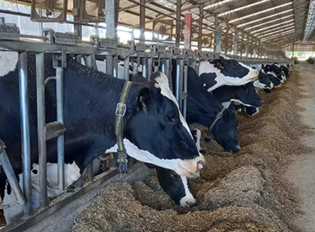 Bem-estar animal não é opção. É uma exigência