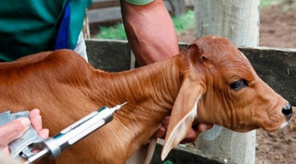 Marcação dos animais segue obrigatória na vacinação contra brucelose no RS