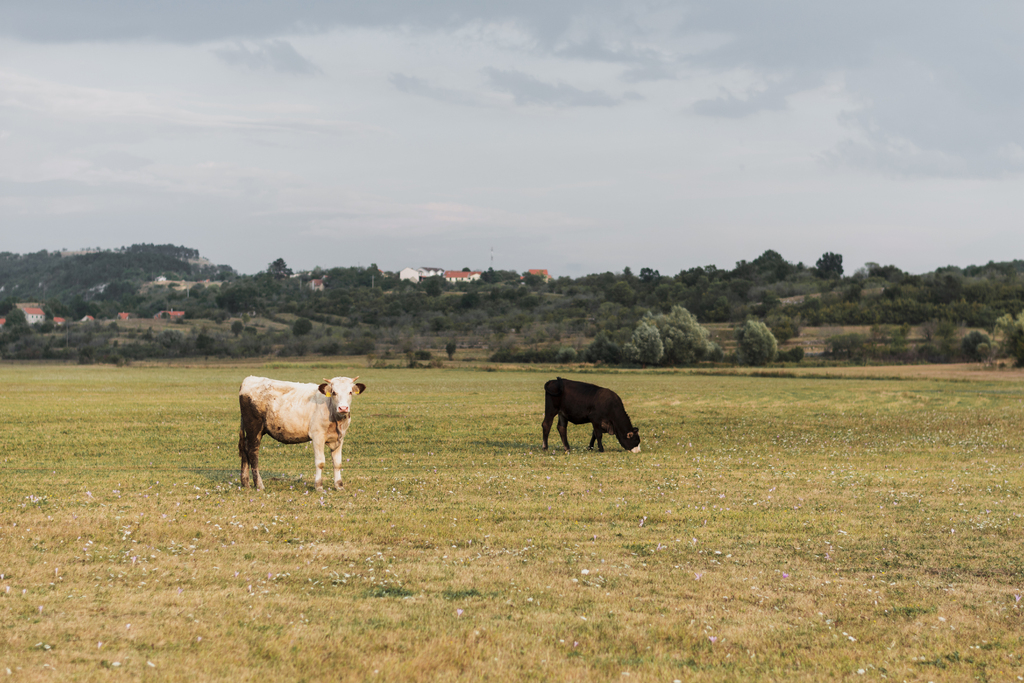 Unipampa realiza seminário sobre pecuária familiar e desenvolvimento rural