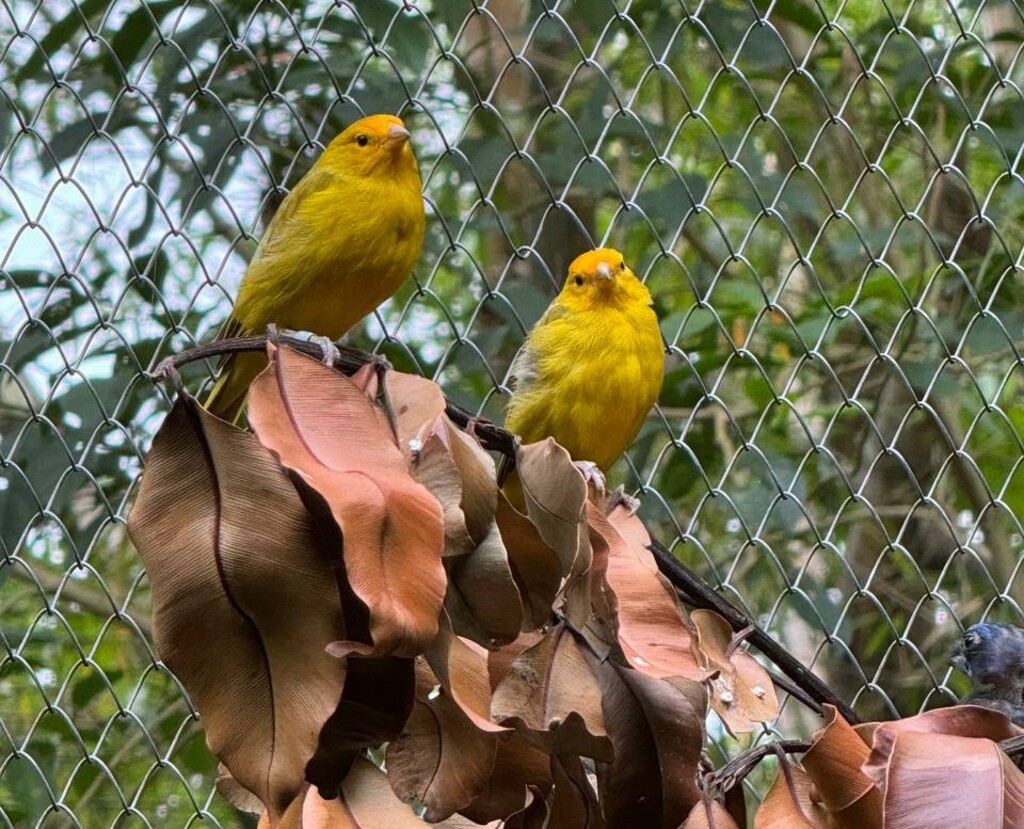 Cetas/SC - Canário-da-terra (Sicalis flaveola brasiliensis)