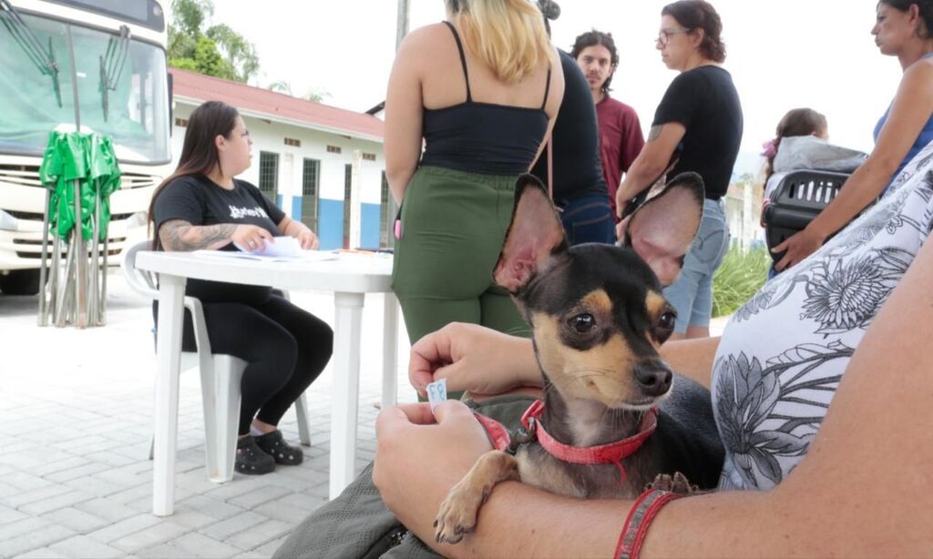 Mutirão de microchipagem de cães e gatos acontece neste sábado em Joinville