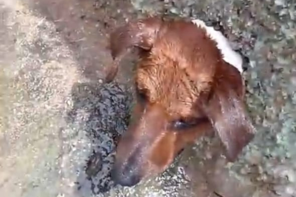 Imagem divulgação - Cachorro preso em cano de água é resgatado em Vila Nova Alvorada