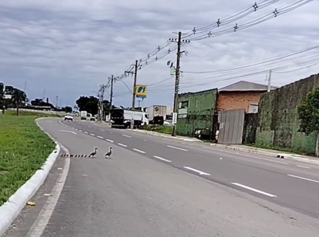 VÍDEO: família de patos interrompe o trânsito ao atravessar a BR-158 em Santa Maria