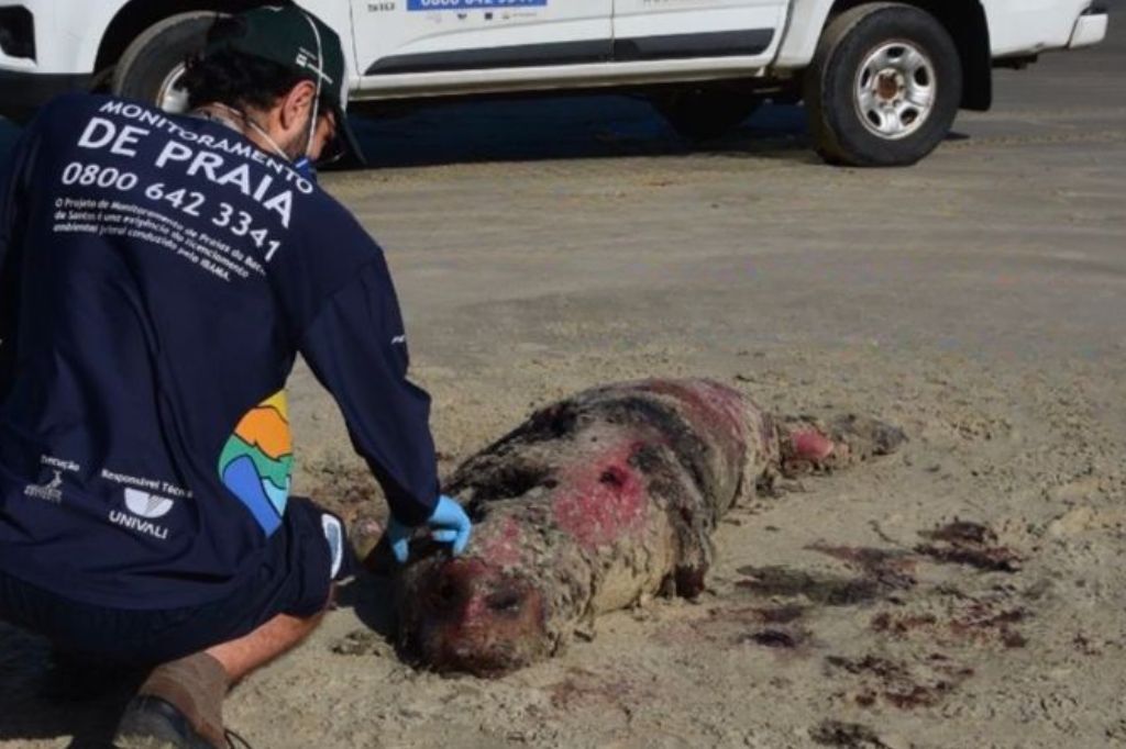 Imagens do filhote de elefante-marinho encontrado morto em Imbituba são divulgadas