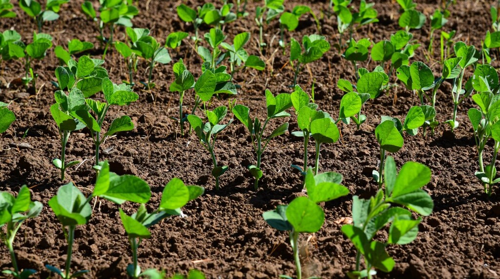 Plantio da safra entra na reta final na região, mas cresce preocupação com a queda expressiva na saca de arroz