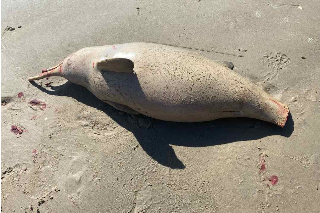 Imagem reprodução Agora Laguna - Toninha; animal ameaçado de extinção é encontrado sem vida e com a cauda cortada em praia de Laguna