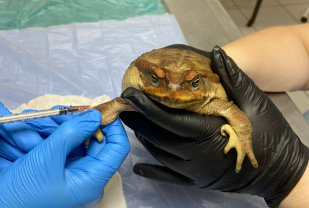 Sapo é encontrado com a boca colada em cidade do Rio Grande do Sul