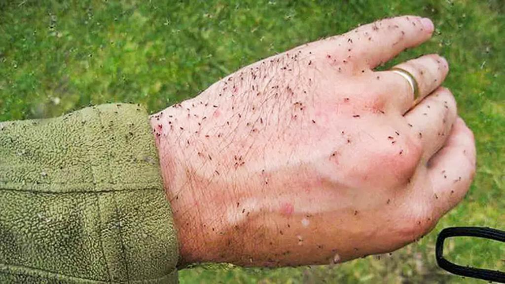 MUNICÍPIO DE MORRINHOS DO SUL INICIA TESTES COM CONTROLADOR BIOATIVO CONTRA O MOSQUITO MARUIM