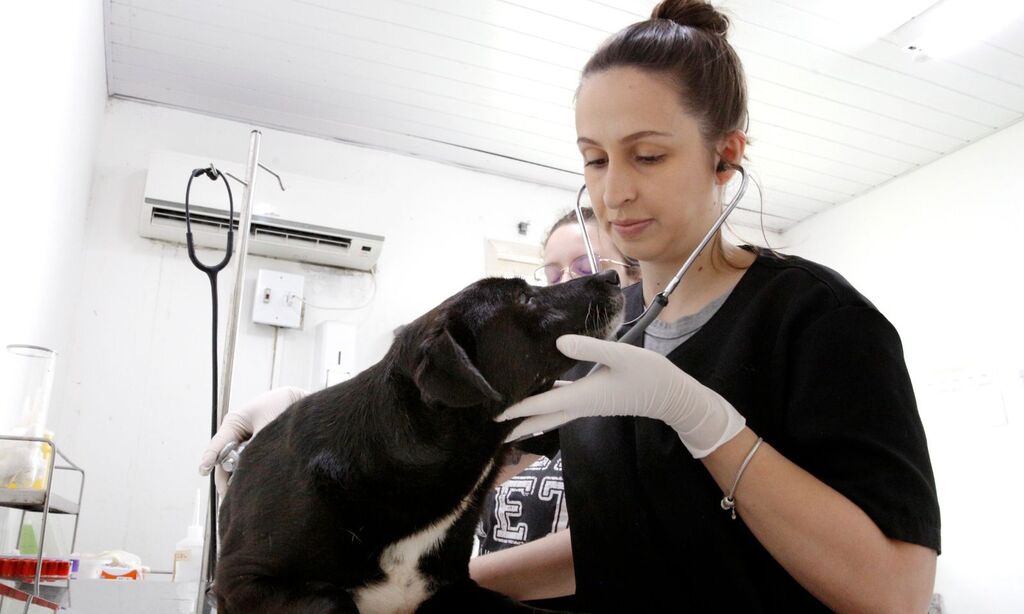 CBEA divulga canal de atendimento de urgência para animais doentes ou feridos sem tutor