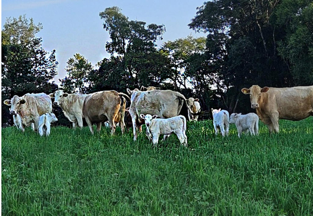 Sindicato Rural de Capinzal em parceria com a FAESC e SENAR transforma a realidade do campo