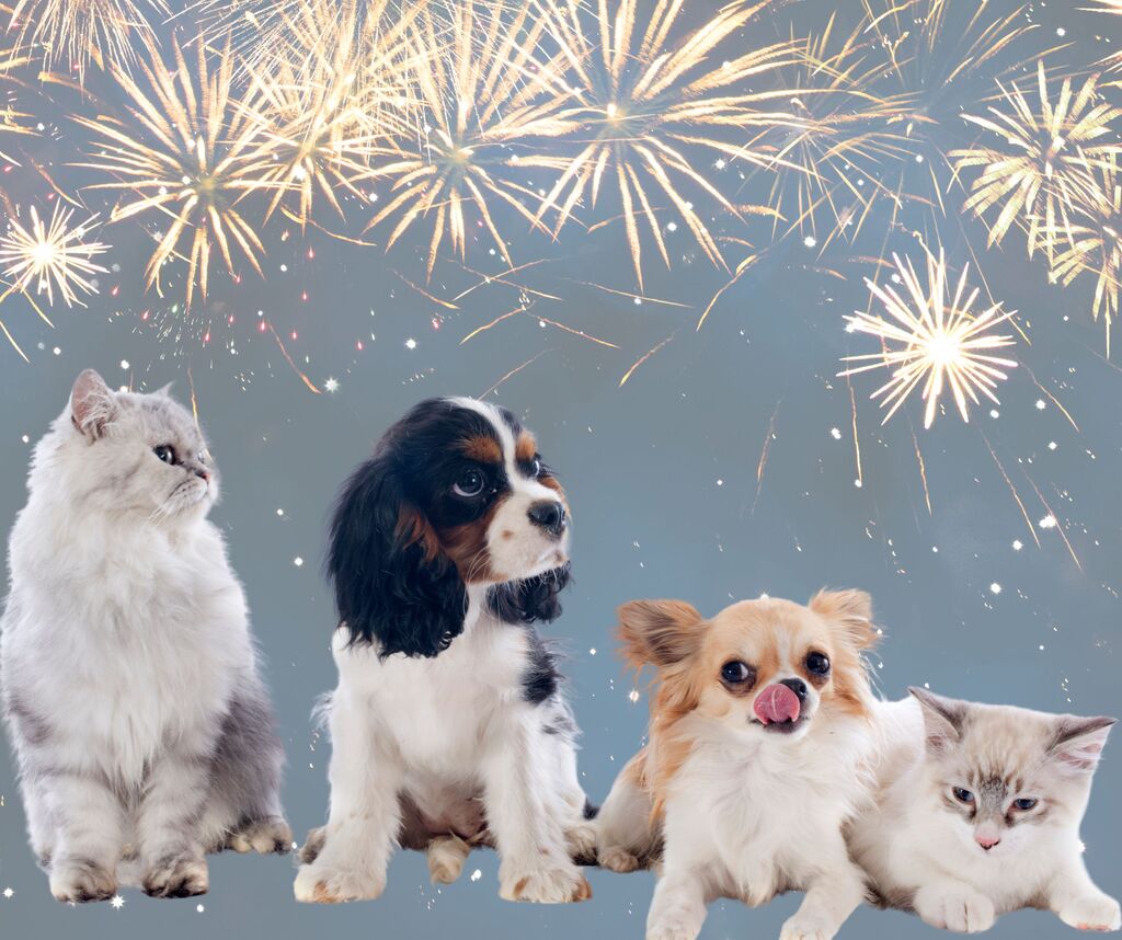 Fogos de artifícios e animais: o estresse do final de ano para tutores e pets