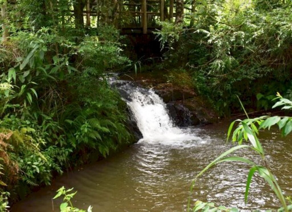 Reabertura do Parque das Araucárias