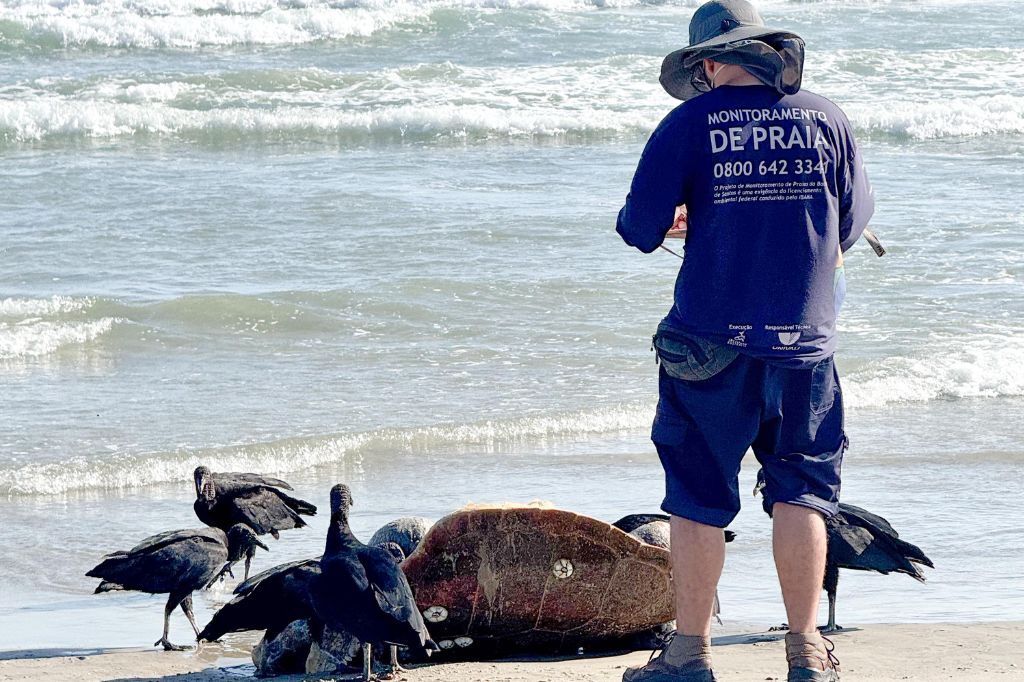 Tartarugas mutiladas são encontradas em Garopaba em dois dias consecutivos