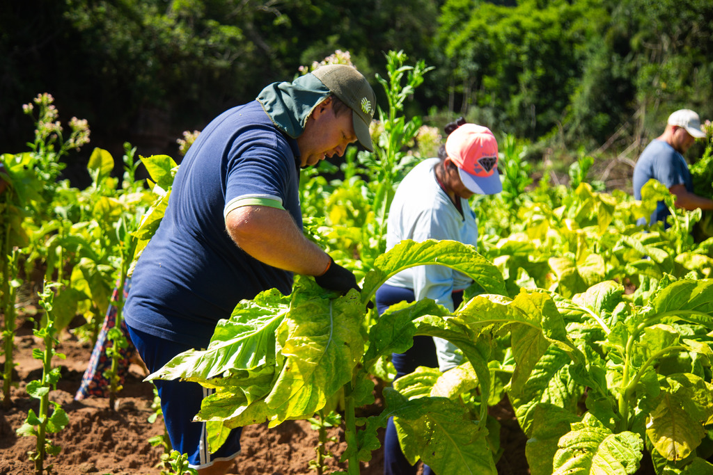 Produção de fumo diminui 38% em 20 anos, mas ainda é a principal fonte de renda de 6 mil produtores da Região Central