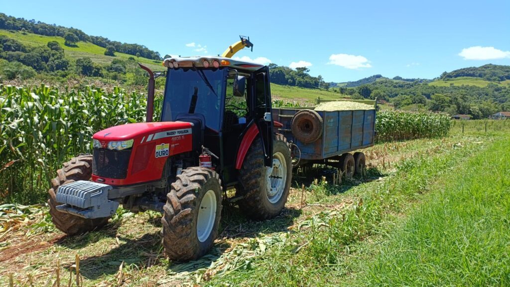 Secretaria da Agricultura intensifica a colheita de milho para a silagem nas propriedades rurais de Ouro