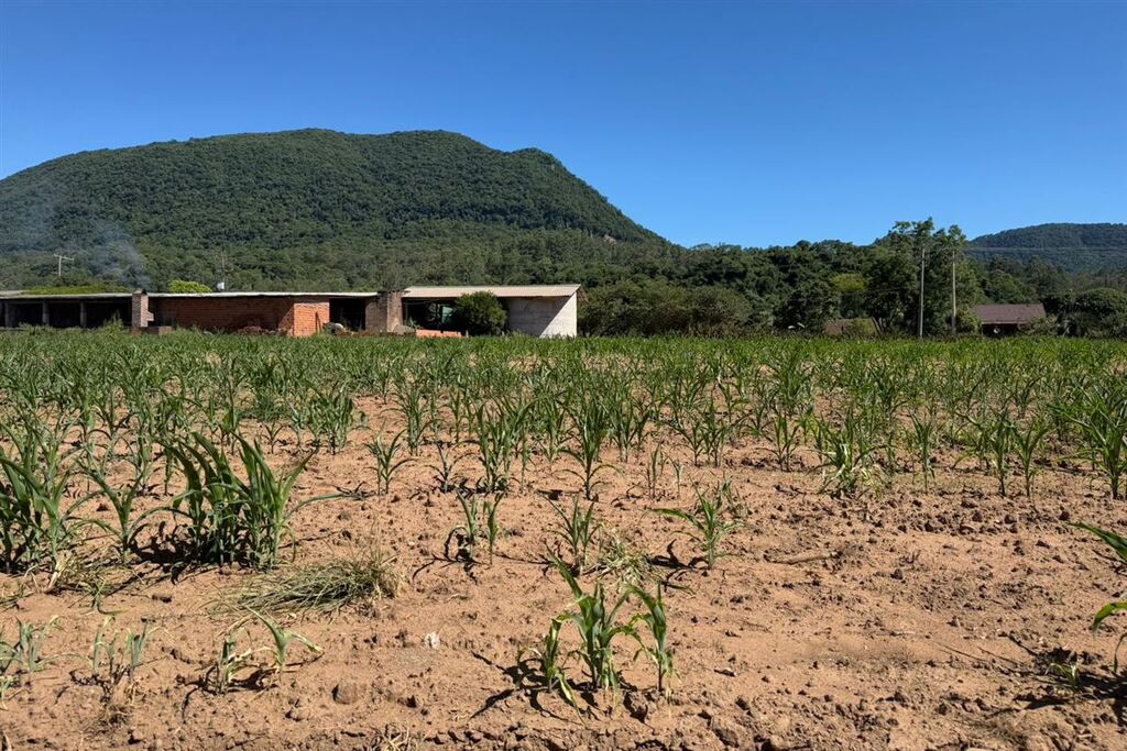 Gerente regional da Emater alerta sobre falta de chuva em janeiro para a agropecuária: 