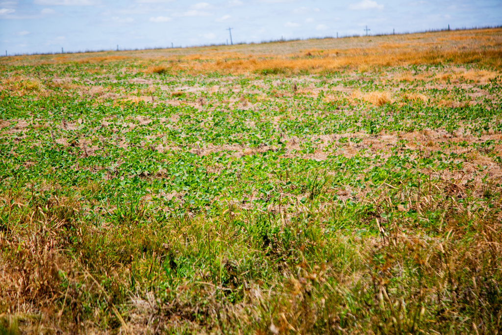 Gerente regional da Emater alerta sobre falta de chuva em janeiro para a agropecuária: 