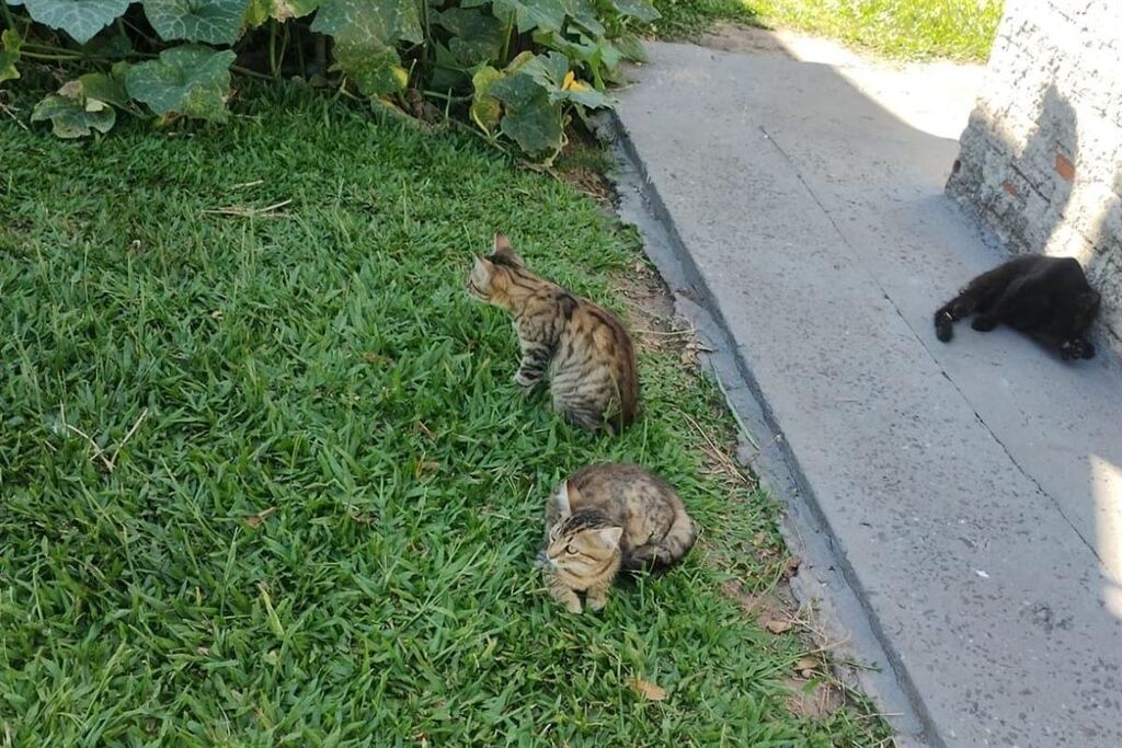 Especialistas esclarecem que castração de animais sem auxílio profissional é crime e pode levar pets à morte