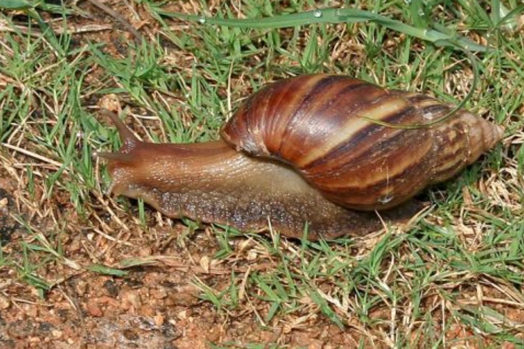  - Caramujos Africanos preocupam moradores - Foto: imagem internet